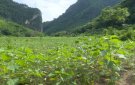 Thành công ban đầu trong việc chuyển đổi cơ cấu cây trồng ở xã Trung Xuân